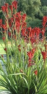 Kangaroo Paw Flower seeds for Planting - Long Bloom Season, Heirloom & GMO Free Seeds for Home Garden
Sale seeds for home garden