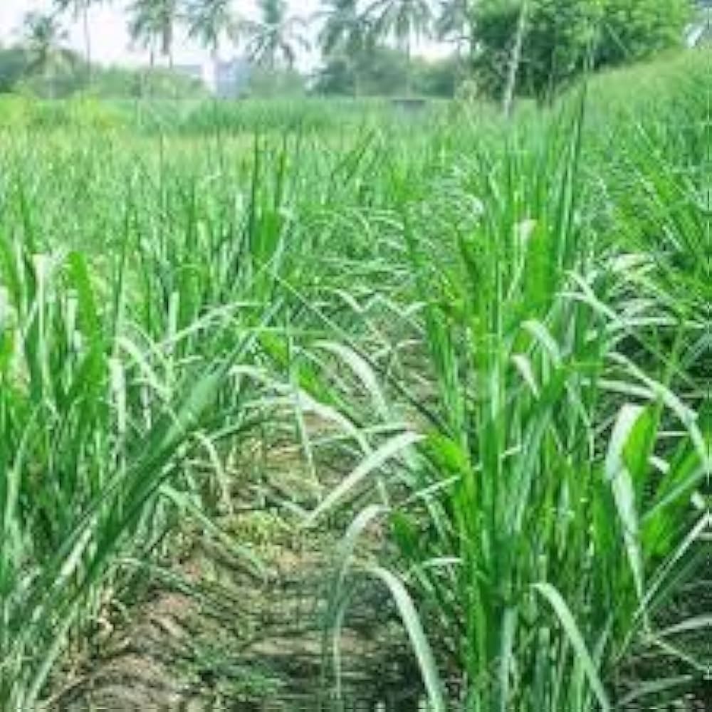 Graines Herbe ier Setaria ifolia Grass Seeds for Planting garden