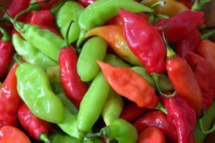 Trinidad Allspice Pepper Seeds Pimenta dioica for Planting in Vegetable Patch