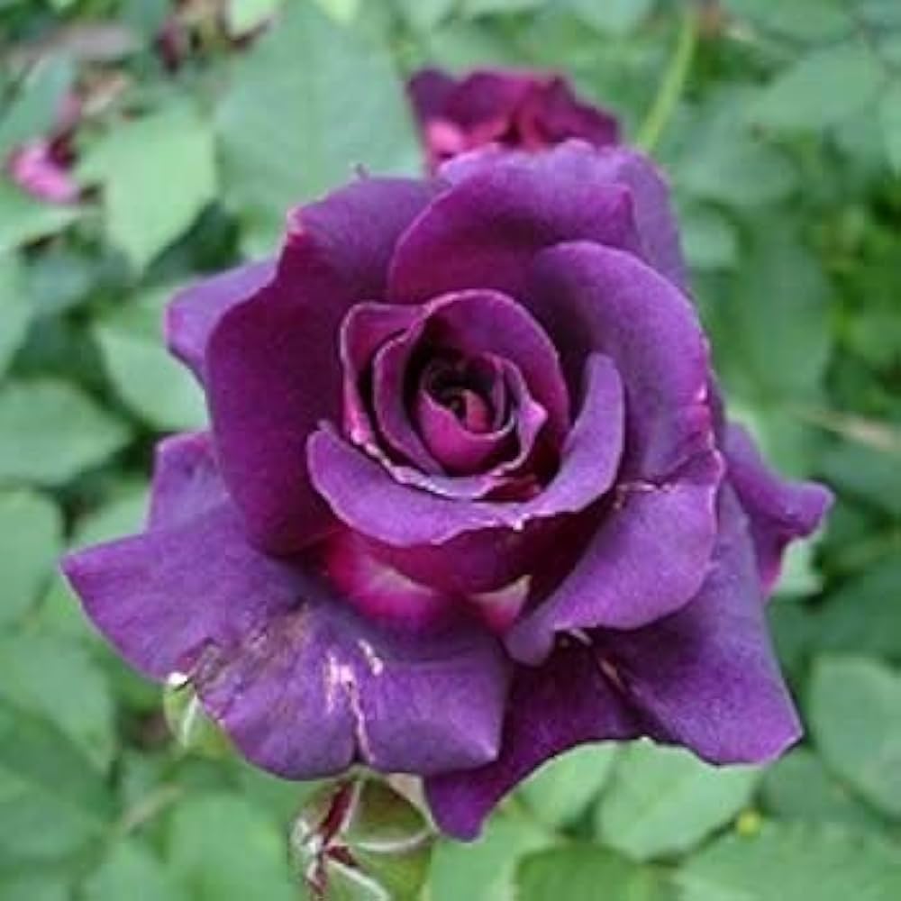 Purple Climbing Roses Flower Planting Seed for Plantings for Planting - Elegant Garden Seed for Plantings for Planting f