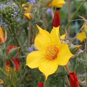 Mentzelia Lindleys Blazing Star Seed for Plantings for Planting for Striking Yellow Flowers Heirloom Non-GMO Seeds