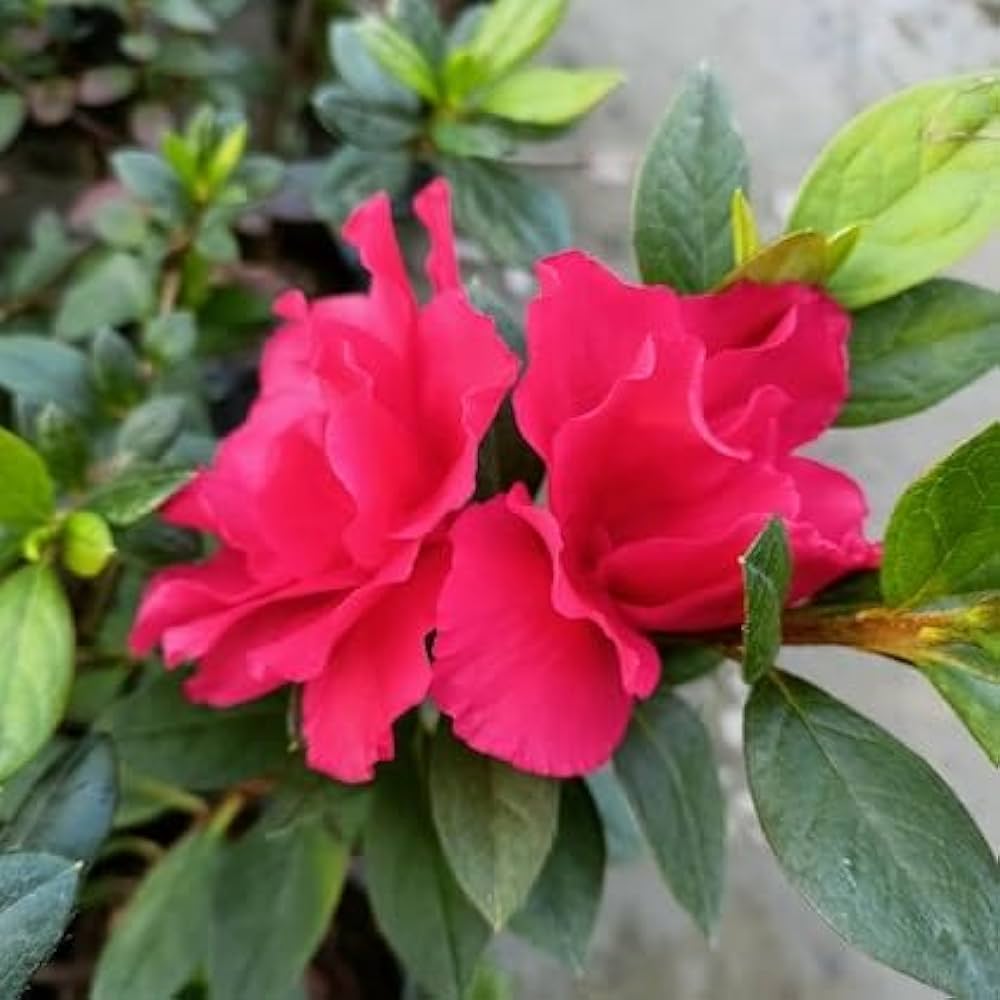 Dark Red Azalea Flower Seeds for Planting Pollinator Friendly Heirloom & GMO Free Seeds for Home Garden
Sale