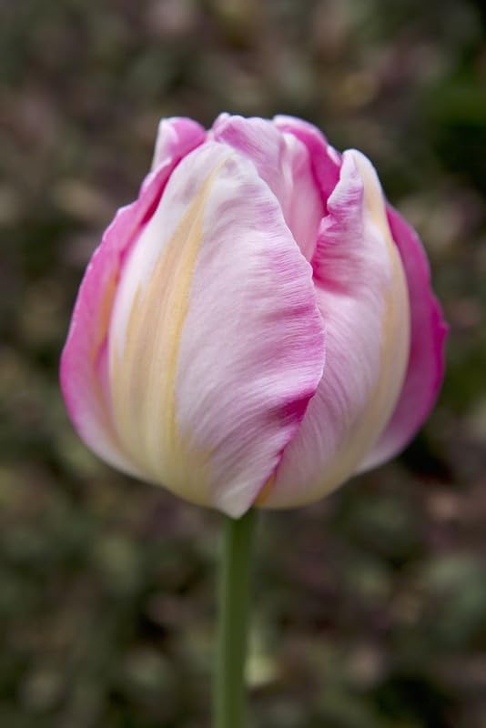 Light Pink Tulip Flower Seeds for Planting – Heirloom NonGMO Organic Garden Seeds with High Germination
Sale