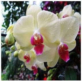 Cream Phalaenopsis Orchid Flower seeds for Planting - Bright Blooms, Heirloom & GMO Free Seeds for Home Garden
Sale seeds for planting in home garden
