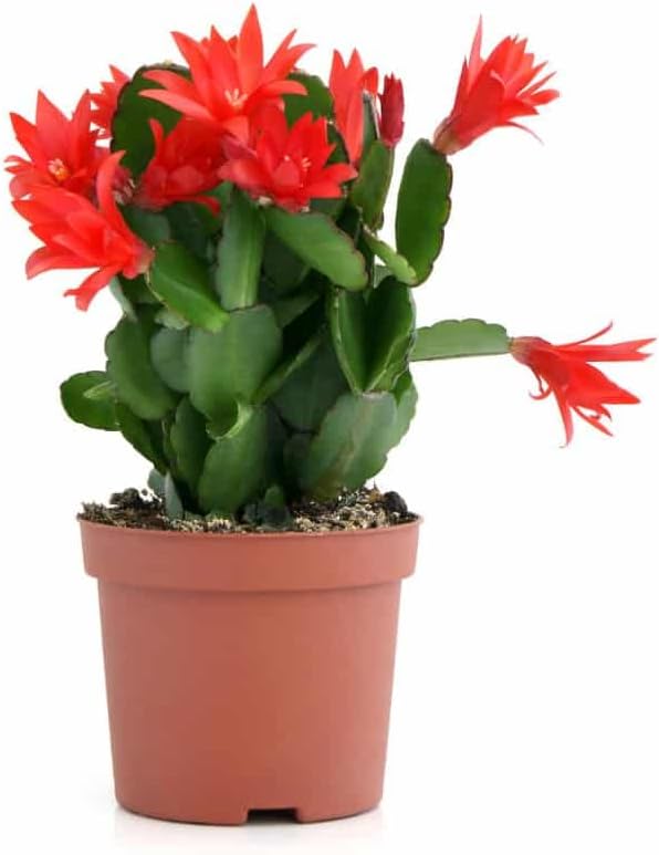 Red Schlumbergera Flower seeds for Planting Hardy Variety Heirloom & GMO Free Seeds for Home Garden
Sale for planting in home garden