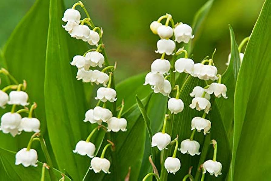 Mixed Bell Orchid Flower seeds for Planting - Seasonal Bloomer, Heirloom & GMO Free Seeds for Home Garden