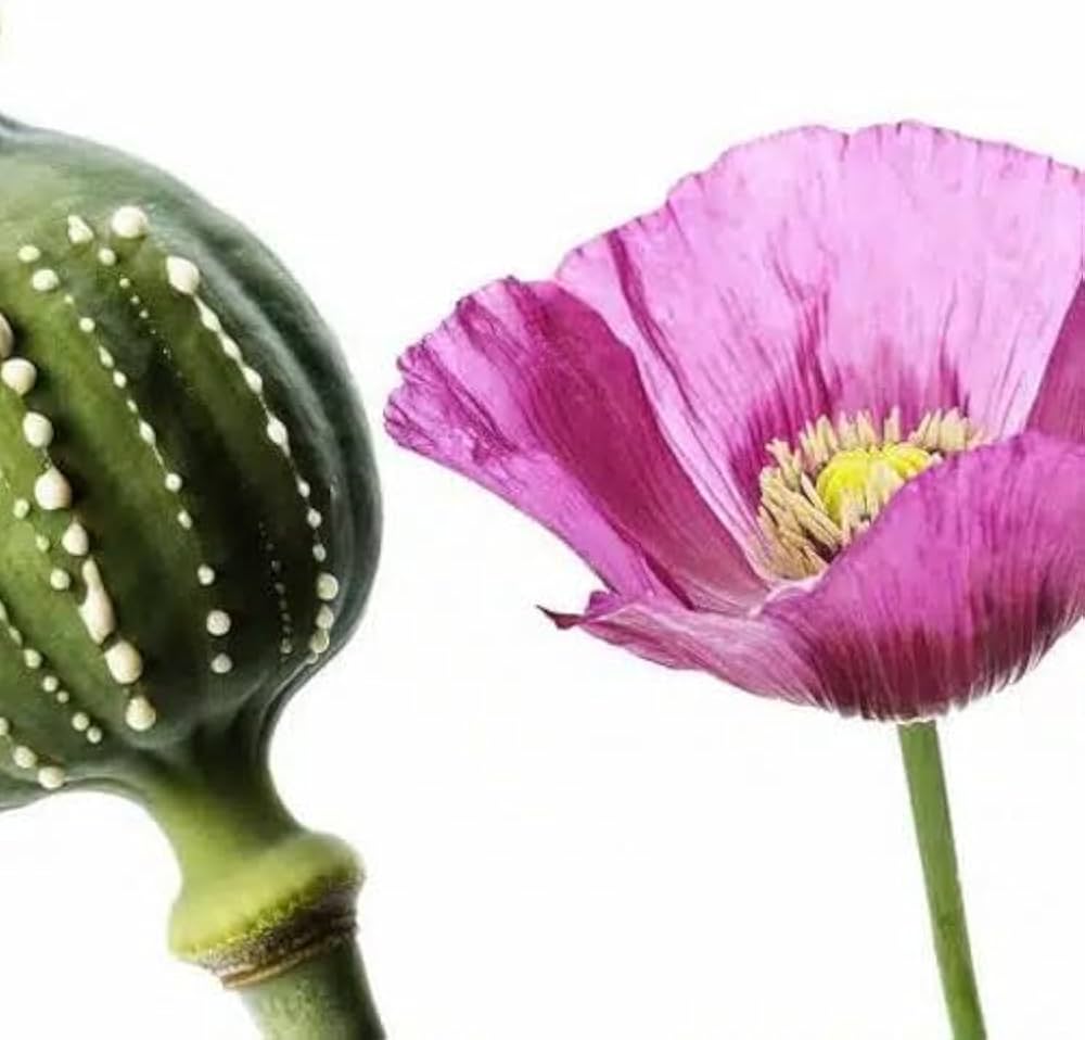 Pink Poppy Seeds for Planting Papaver Rhoeas flower bed cottage garden