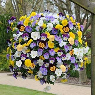 Bedding Flower seeds for Planting - Low Maintenance, Heirloom & GMO Free Seeds for Home Garden
Sale for planting in home garden.