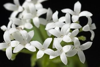 Woodruff Flower seeds for Planting - Compact Growth, Heirloom & GMO Free Seeds for Home Garden
Sale seeds for planting in home garden