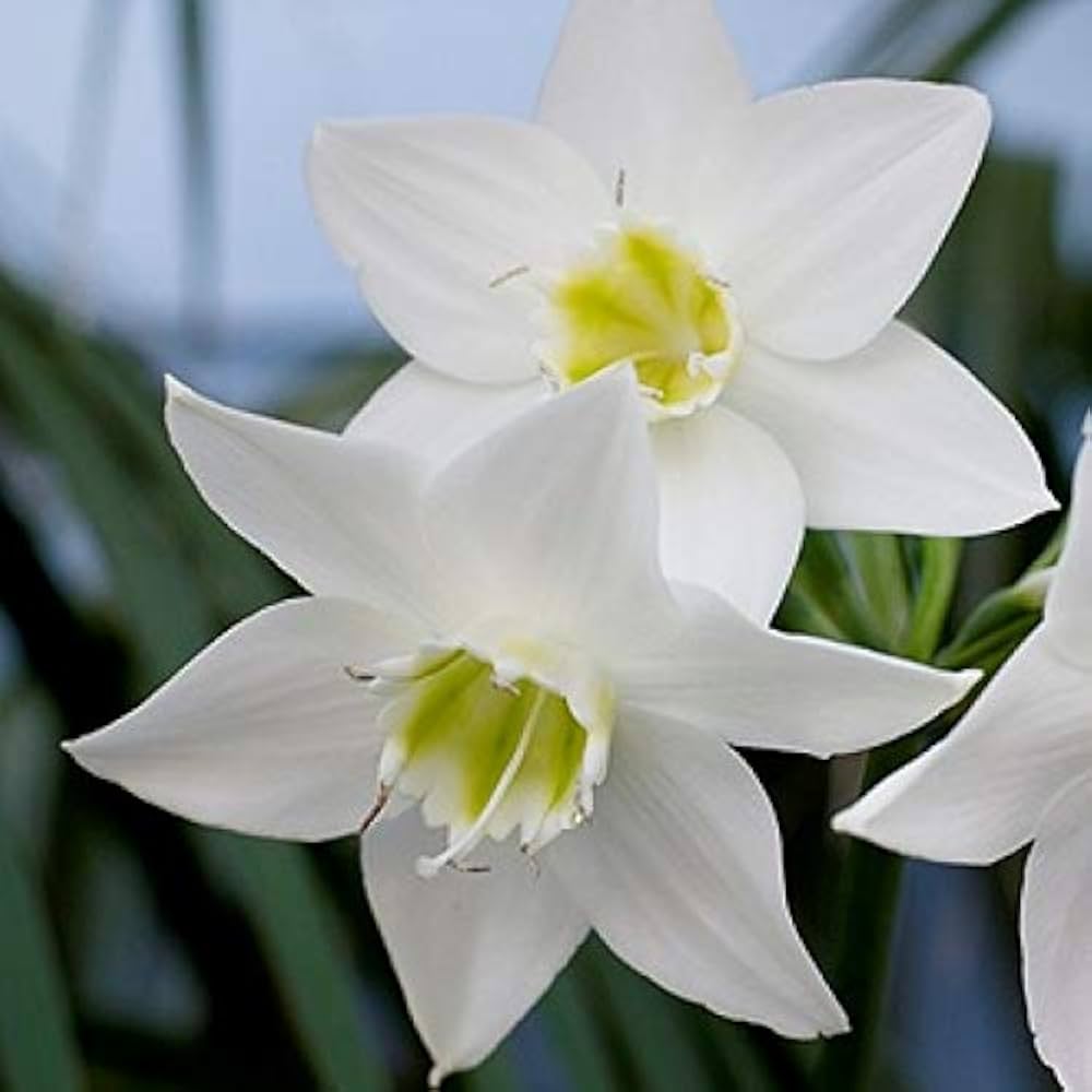 Lily Bulbs Lilium for Planting in Flower Bed & Garden