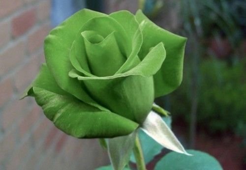 Green Dragon Rose Flower seeds for Planting - Low Maintenance, Heirloom & GMO Free Seeds for Home Garden