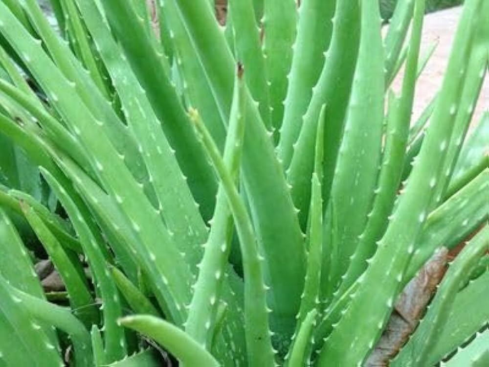 Green Aloe Vera for Planting Garden Favorite Heirloom & GMO Free Seeds for Home Garden
Sale