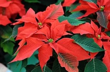 Poinsettia Flower seeds for Planting - Bright Blooms, Heirloom & GMO Free Seeds for Home Garden
Sale seeds for home garden