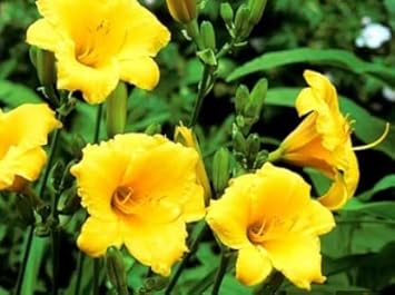 Mixed Crocus Flower Seeds for Planting Garden Favorite Heirloom & GMO Free Seeds for Home Garden
Sale for planting in home garden