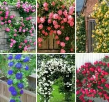 Mixed Climbing Rose Seeds Flower seeds for Planting Cottage Garden Essential Heirloom & GMO Free Seeds for Home Garden
Sale for planting in home garden
