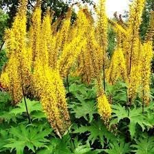 Ligularia Flower seeds for Planting - Wildflower Mix, Heirloom & GMO Free Seeds for Home Garden
Sale seeds for home garden