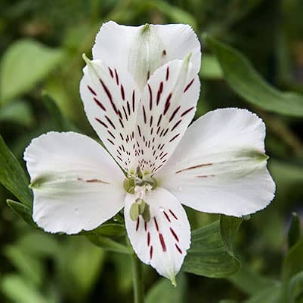 White Alstroemeria Flower seeds for Planting - Hardy Variety, Heirloom & GMO Free Seeds for Home Garden