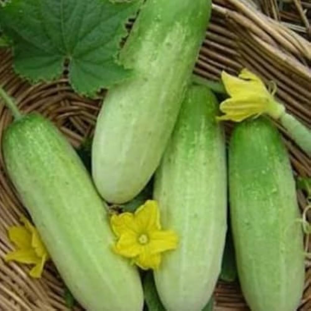Cucumber Vegetable Seeds Cucumis sativus for Planting in Vegetable Patch