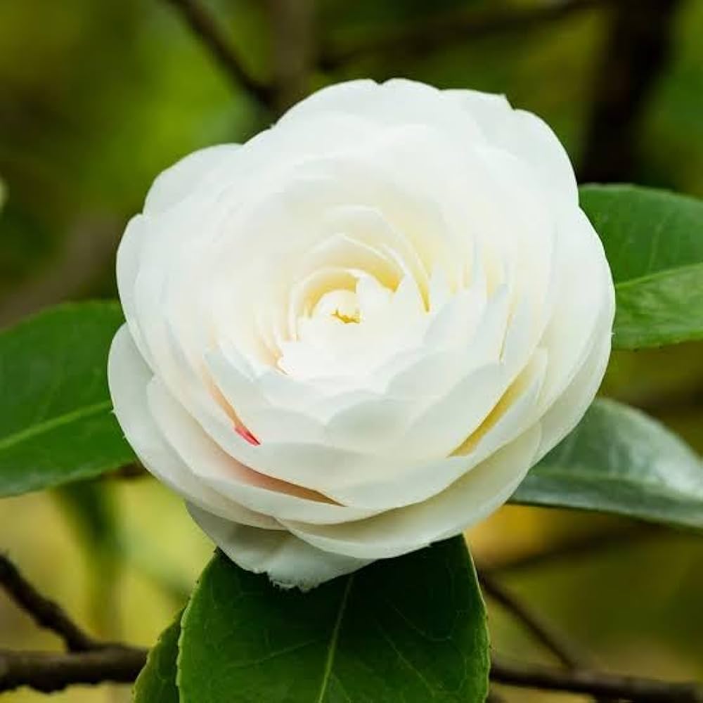 White Camellia Flower Seeds for Planting Perfect for Borders Heirloom & GMO Free Seeds for Home Garden
Sale