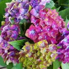Rainbow Hydrangea Flower seeds blooming in flower beds, containers, borders, and pollinator-friendly gardens