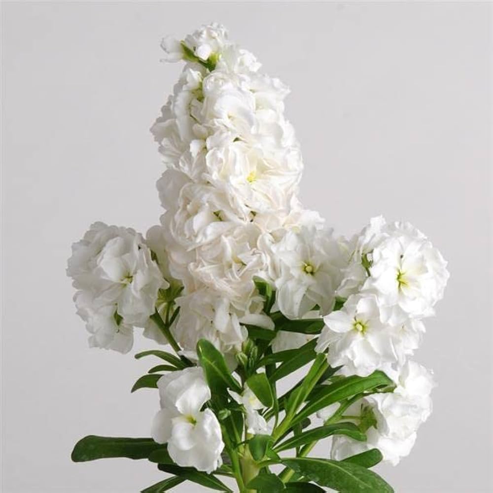 Abend Duft Stock Karmesinrot flower seeds