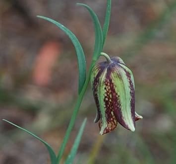 Green Fritillaria Flower seeds blooming in flower beds, containers, borders, and pollinator-friendly gardens