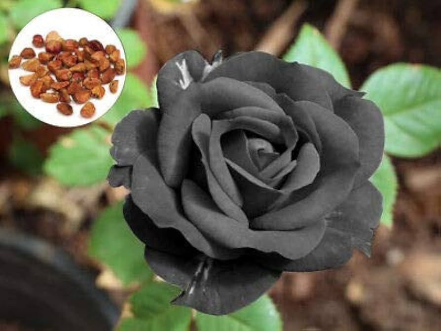 Dark Grey Rose Flower Seeds for Planting Wildflower Mix Heirloom & GMO Free Seeds for Home Garden
Sale