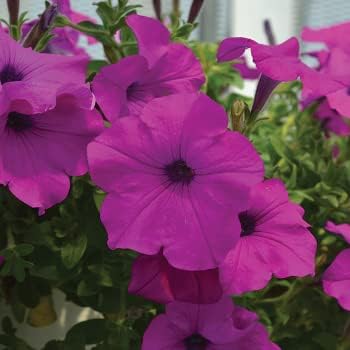 Deep Pink Petunia Flower seeds for Planting Shade Tolerant Heirloom & GMO Free Seeds for Home Garden
Sale for planting in home garden