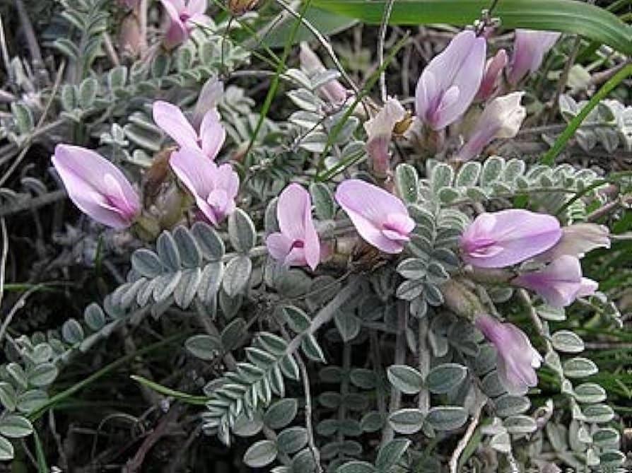 Astragalus Lavender Flower seeds for Planting - Garden Favorite, Heirloom & GMO Free Seeds for Home Garden
Sale for planting in home garden.