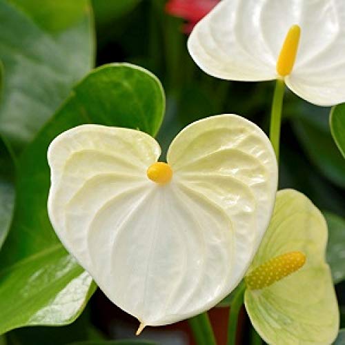 Light Yellow Anthurium Flower seeds for Planting Wildflower Mix Heirloom & GMO Free Seeds for Home Garden