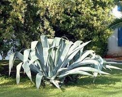 Heirloom Agave Flower seeds blooming in flower beds, containers, borders, and pollinator-friendly gardens