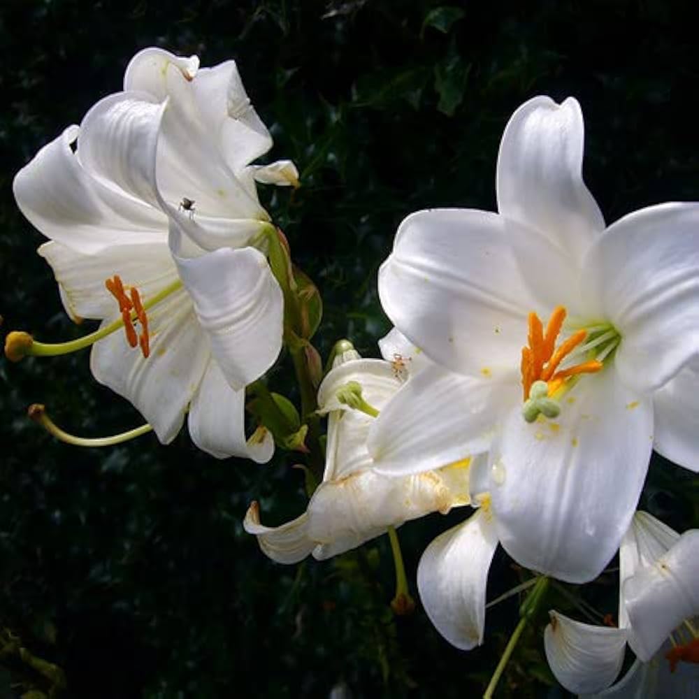 Garland Flame Lilium Brownii Seeds for Planting in Flower Bed & Garden
