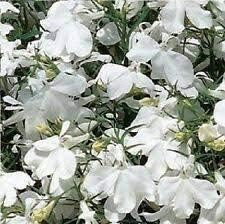 Lobelia Regatta White Long-Lasting Seeds for Beautiful White Lobelia growing in home gardens, containers, raised beds, and outdoor landscapes
