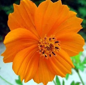 Orange Cosmos Flower seeds blooming in flower beds, containers, borders, and pollinator-friendly gardens