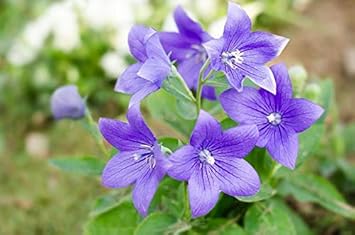 Violet Grandiflorus Flower seeds for Planting - Shade Tolerant, Heirloom & GMO Free Seeds for Home Garden
Sale seeds for home garden