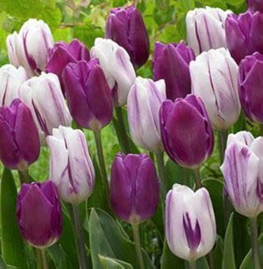 Tulip Flower Seeds Planting White Lavender blooming in flower beds, containers, borders, and pollinator-friendly gardens