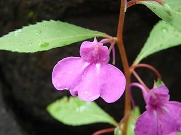 Violet Balsamine Flower seeds for Planting - Hardy Variety, Heirloom & GMO Free Seeds for Home Garden
Sale for planting in home garden