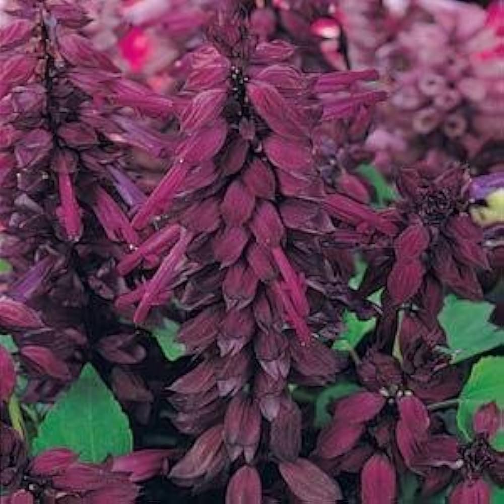 Salvia Splendens Sizzler Purple Seeds for Planting Butterfly Garden Window Planters