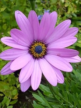 Lavender Osteospermum Flower seeds blooming in flower beds, containers, borders, and pollinator-friendly gardens