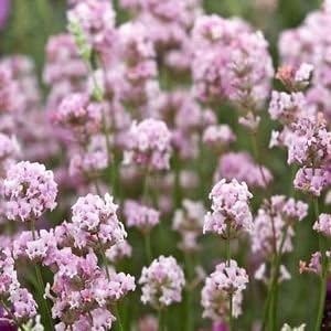 Pink Lavender Flower seeds for Planting Drought Tolerant Heirloom & GMO Free Seeds for Home Garden
Sale for planting in home garden