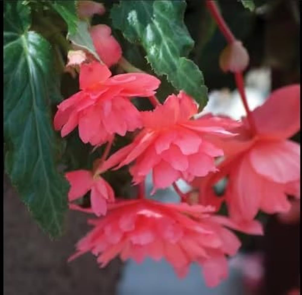 Buy Begonia Boliviensis Seeds for Planting Vibrant Biennials for All Seasons