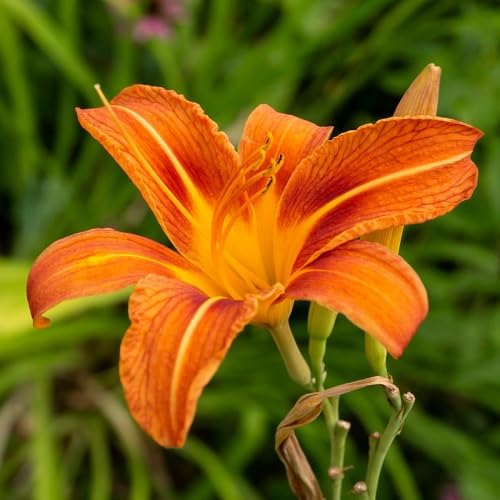 Orange Hemerocallis Flower seeds blooming in flower beds, containers, borders, and pollinator-friendly gardens