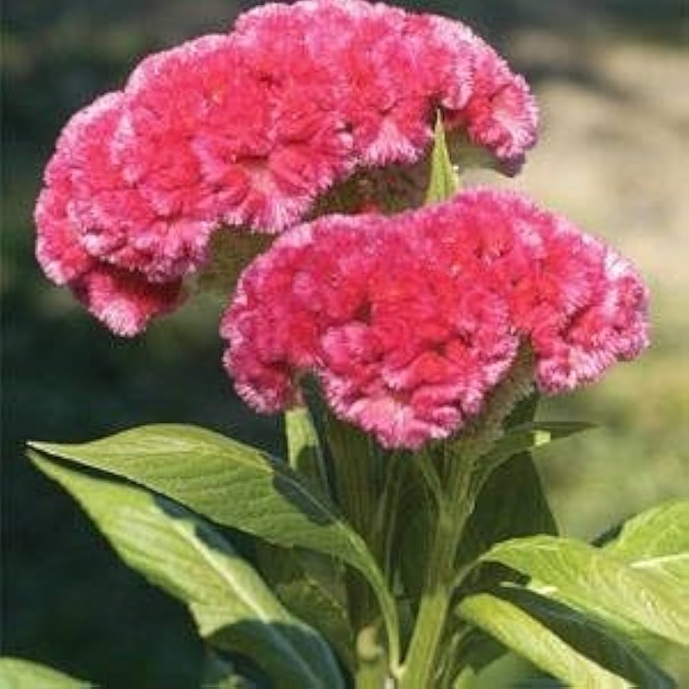 Celosia Century Rose Seeds for Planting Flower Beds and Summer Borders Heirloom Non-GMO Seeds