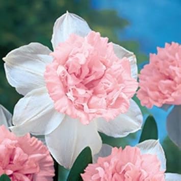 Baby Pink White Daffodils Flower seeds for Planting - Fragrant Blossoms, Heirloom & GMO Free Seeds for Home Garden
Sale seeds for planting in home garden