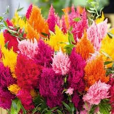 Plumed Flower seeds for Planting - Colorful Display, Heirloom & GMO Free Seeds for Home Garden
Sale seeds for home garden