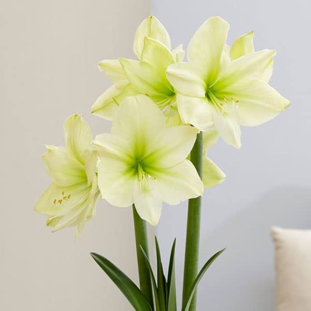 Yellow Sunrise Amaryllis Hippeastrum Seeds for Planting - Ideal for Flower Bed & Home Garden