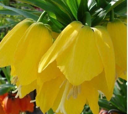 Yellow Imperial Crown Seeds for Stunning Yellow Flowers