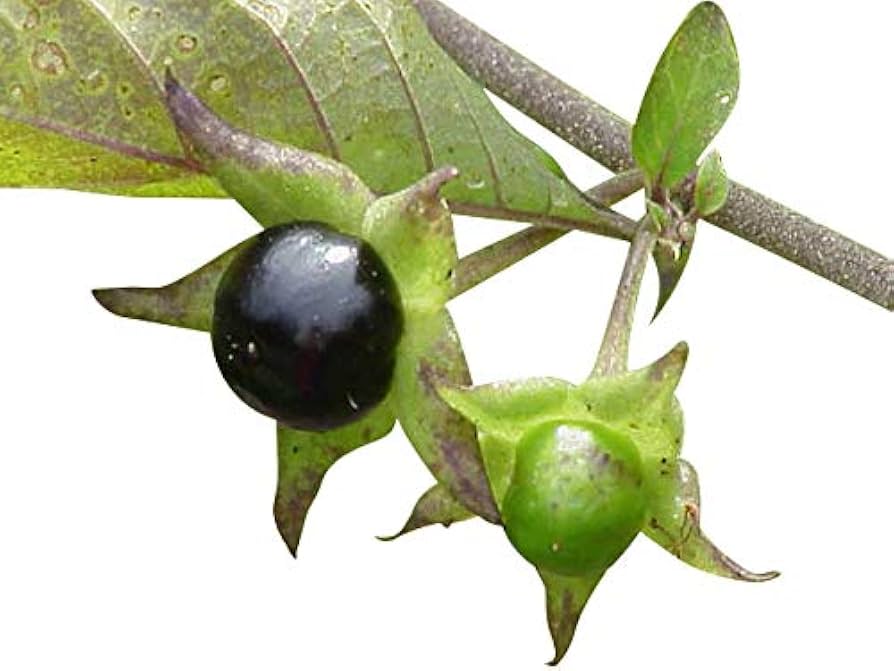 Black Belladonna Flower seeds for Planting - Wildflower Mix, Heirloom & GMO Free Seeds for Home Garden
Sale seeds for home garden