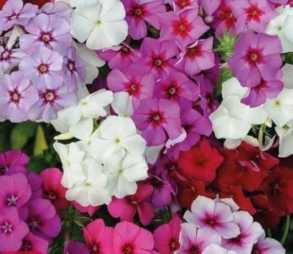 Mountain Phlox Flower Seeds Phlox paniculata for Planting in Flower Bed