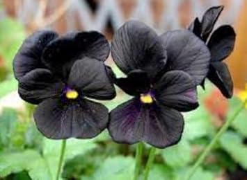 Black Pansy Flower seeds for Planting - Cut Flower Favorite, Heirloom & GMO Free Seeds for Home Garden
Sale seeds for planting in home garden